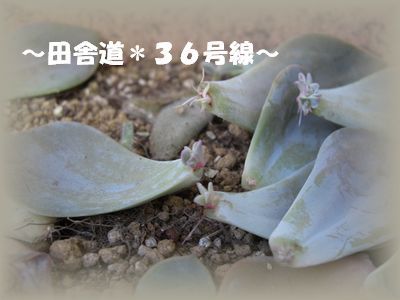 芽が出ている!?