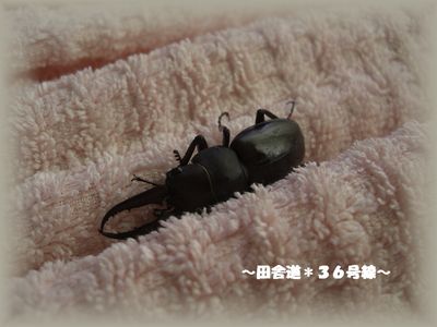 自由になりたい!