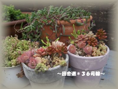 多肉*植え替え~多肉畑~