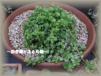 多肉*植え替え~多肉畑~
