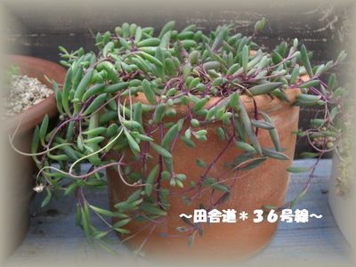 多肉*植え替え~多肉畑~