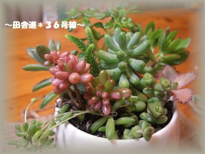 *多肉の寄せ植え*