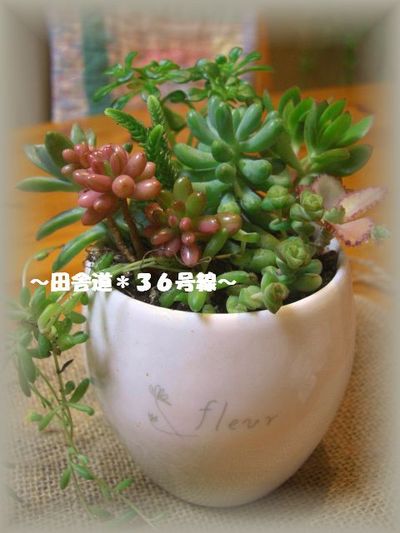 *多肉の寄せ植え*