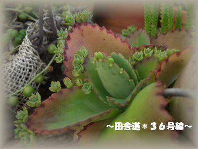 そろそろ。。。