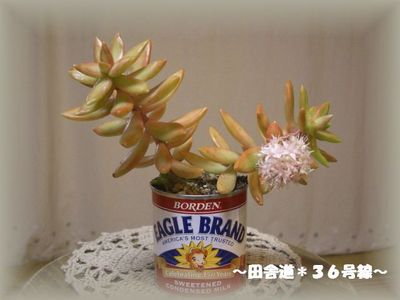 多肉×缶