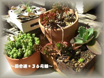 多肉*虹の玉×子宝草