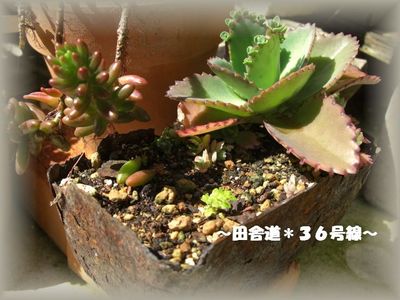 多肉*虹の玉×子宝草