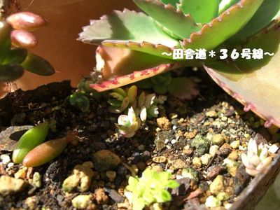 多肉*虹の玉×子宝草