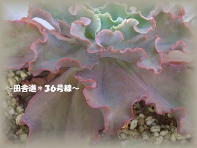 大きくなったぁ~