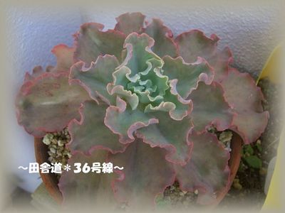大きくなったぁ~