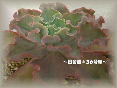 大きくなったぁ~