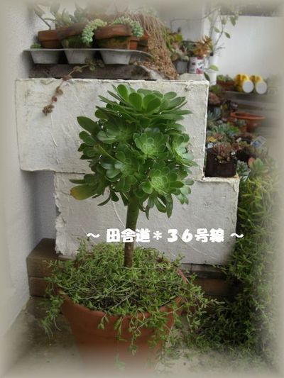 多肉*黒法師