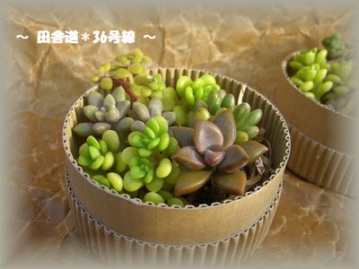 多肉植物カット苗