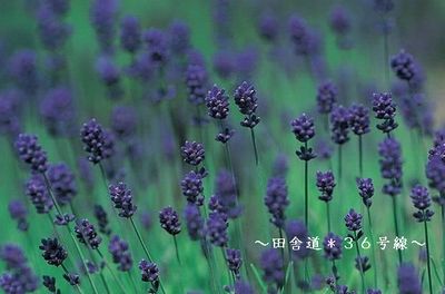 カメラが・・・
