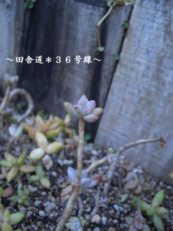 久しぶりに多肉畑へ~