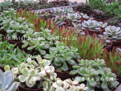 「Bibbidi-Bobbidi-Boo!!!vo1.3」 多肉植物
