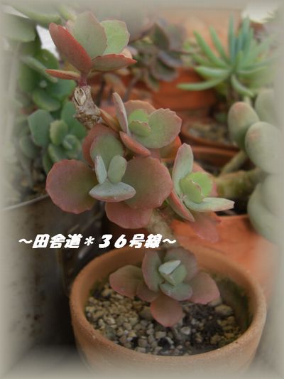 色づき始めました♪
