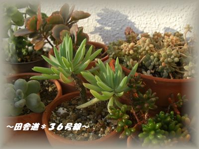 色づき始めました♪