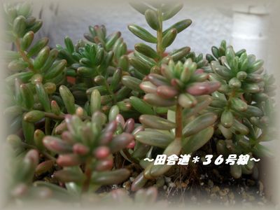 色づき始めました♪