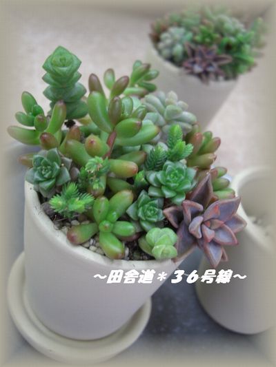 *寄せ植え*