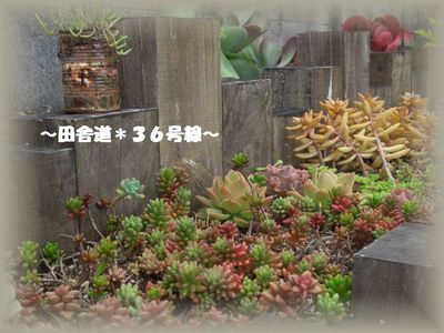 多肉畑 (*^ー^*)v #2