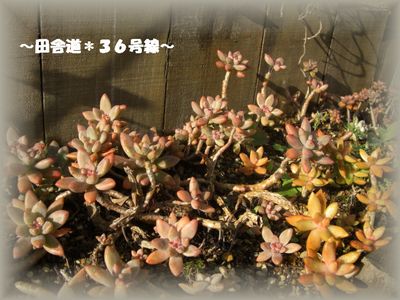 年明けの姿。