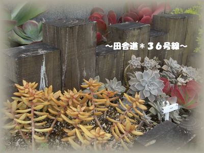 多肉畑 (*^ー^*) #1