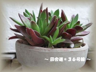 多肉*紅葉祭