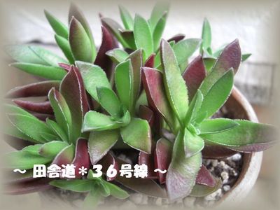 多肉*紅葉祭