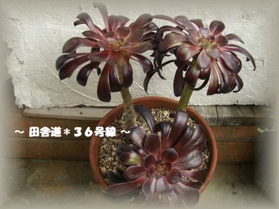 多肉*黒法師