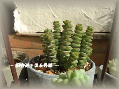 *多肉ニョロニョロ*