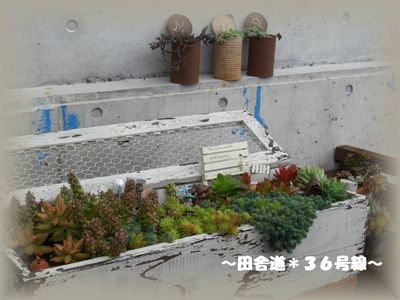 *CAFE FLOWER NEO* ~植物編~