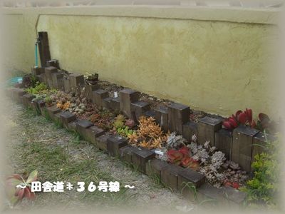 *多肉畑~漆喰~ 2