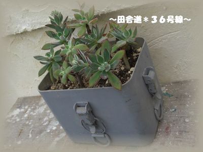 junk!?(^-^;)