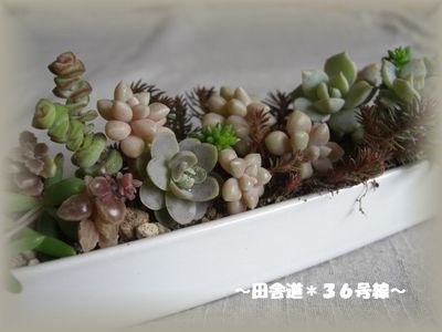 *多肉×細長い器