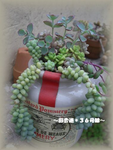 多肉*マスタード陶器