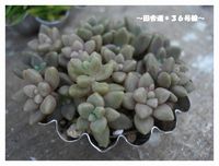 *多肉×モールド