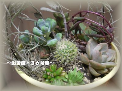 多肉教室 ~part2~