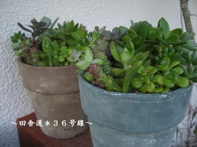 いつもの寄せ植え