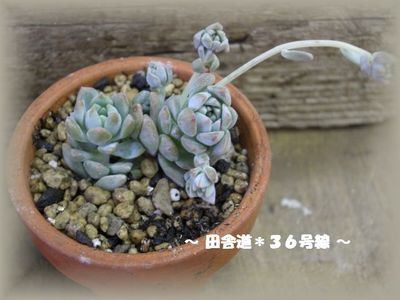 多肉*仲間入り