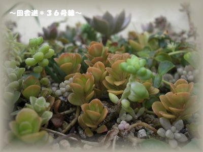多肉畑 お手入れへ・・・3