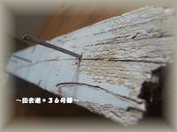 *木の実*