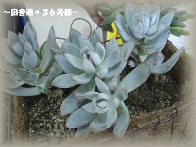 多肉教室 ~part3~