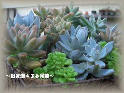 多肉教室 ~part3~