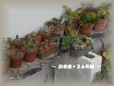 多肉畑の次は・・・(^。^;)