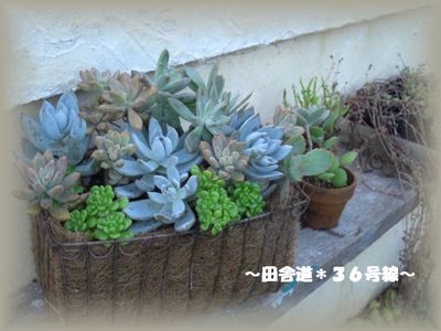 多肉教室 ~part3~