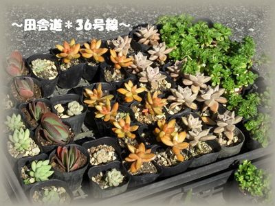 ~多肉販売~