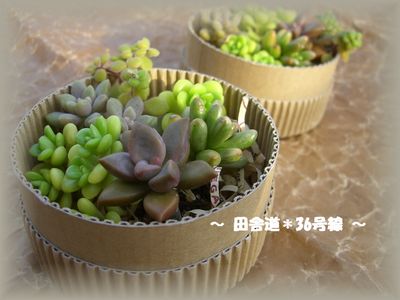 多肉植物カット苗