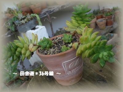 *寄せ植えに・・・