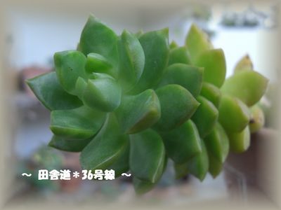 *寄せ植えに・・・